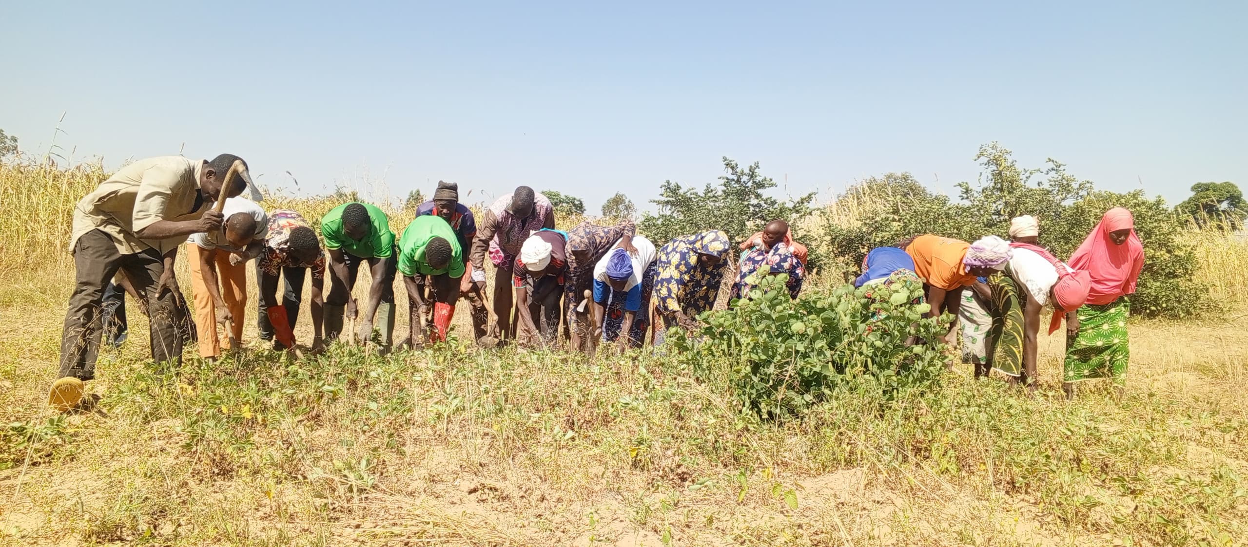 Lire la suite à propos de l’article Récoltes et résilience : l’accompagnement des agropasteurs porte ses fruits au Burkina Faso