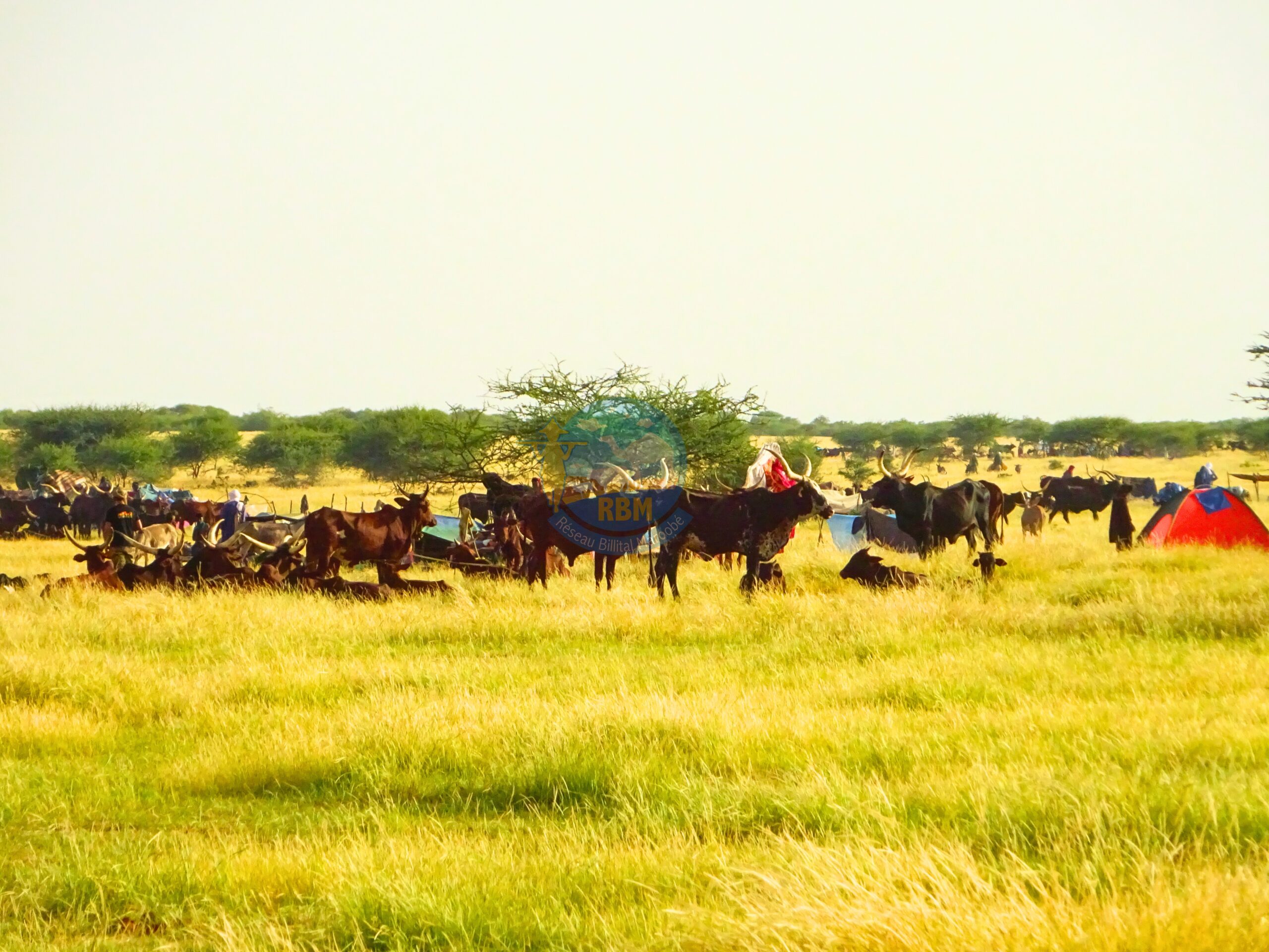 You are currently viewing Reconnaissance du pastoralisme comme système adapté